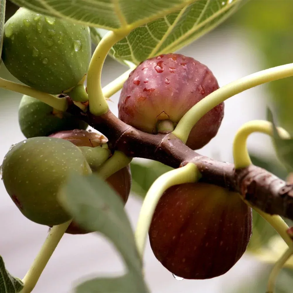 1 Little Miss Figgy Fig Tree Cutting (Unrooted) – Ficus carica Dwarf Fig Variety – Fresh Scion Wood for Rooting & Propagation