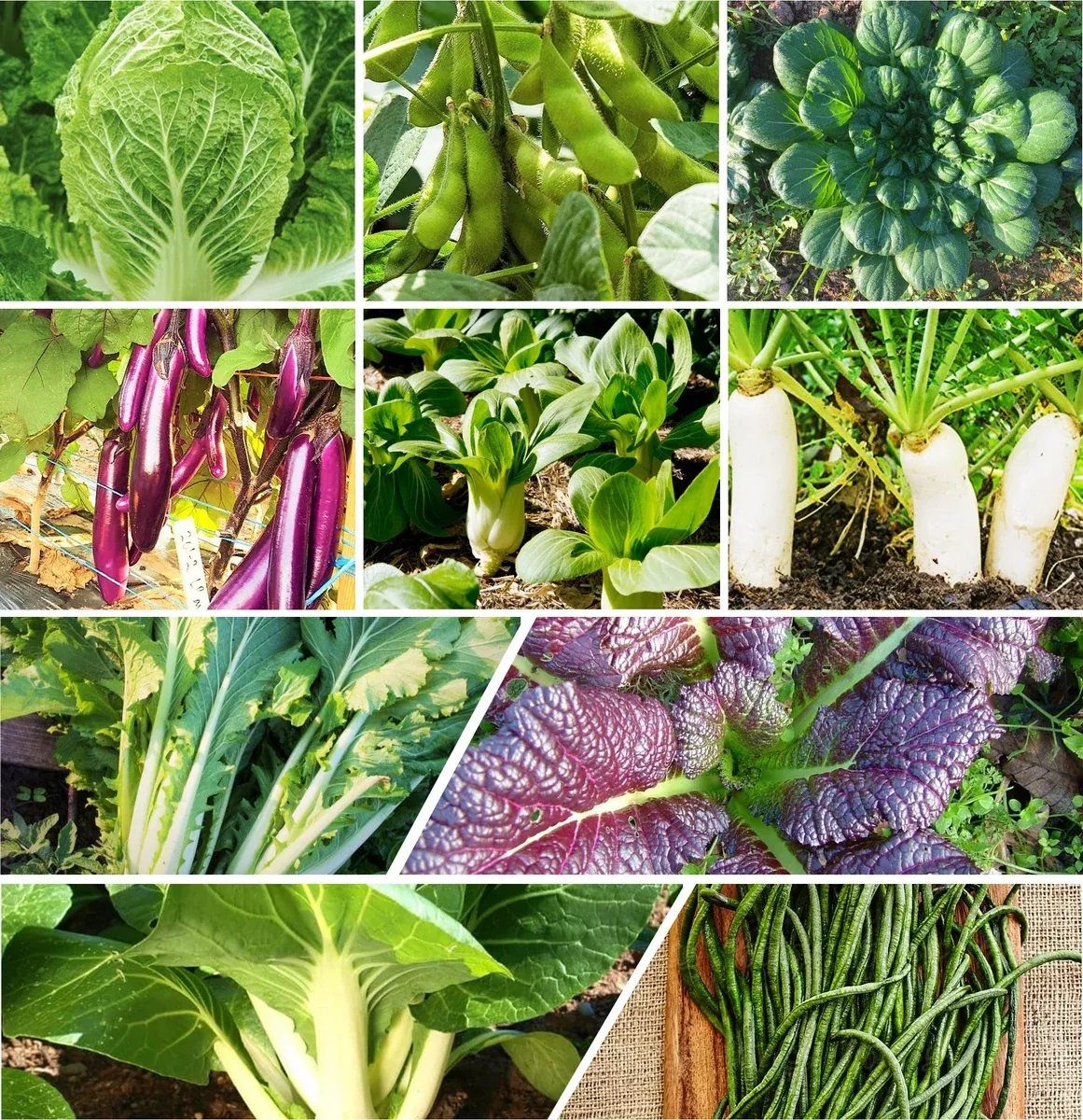 10 Asian Vegetable Seeds Mix
