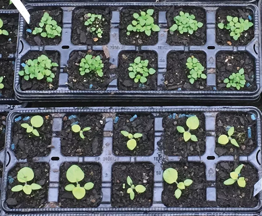 10 Cell Punnets - x5 punnets