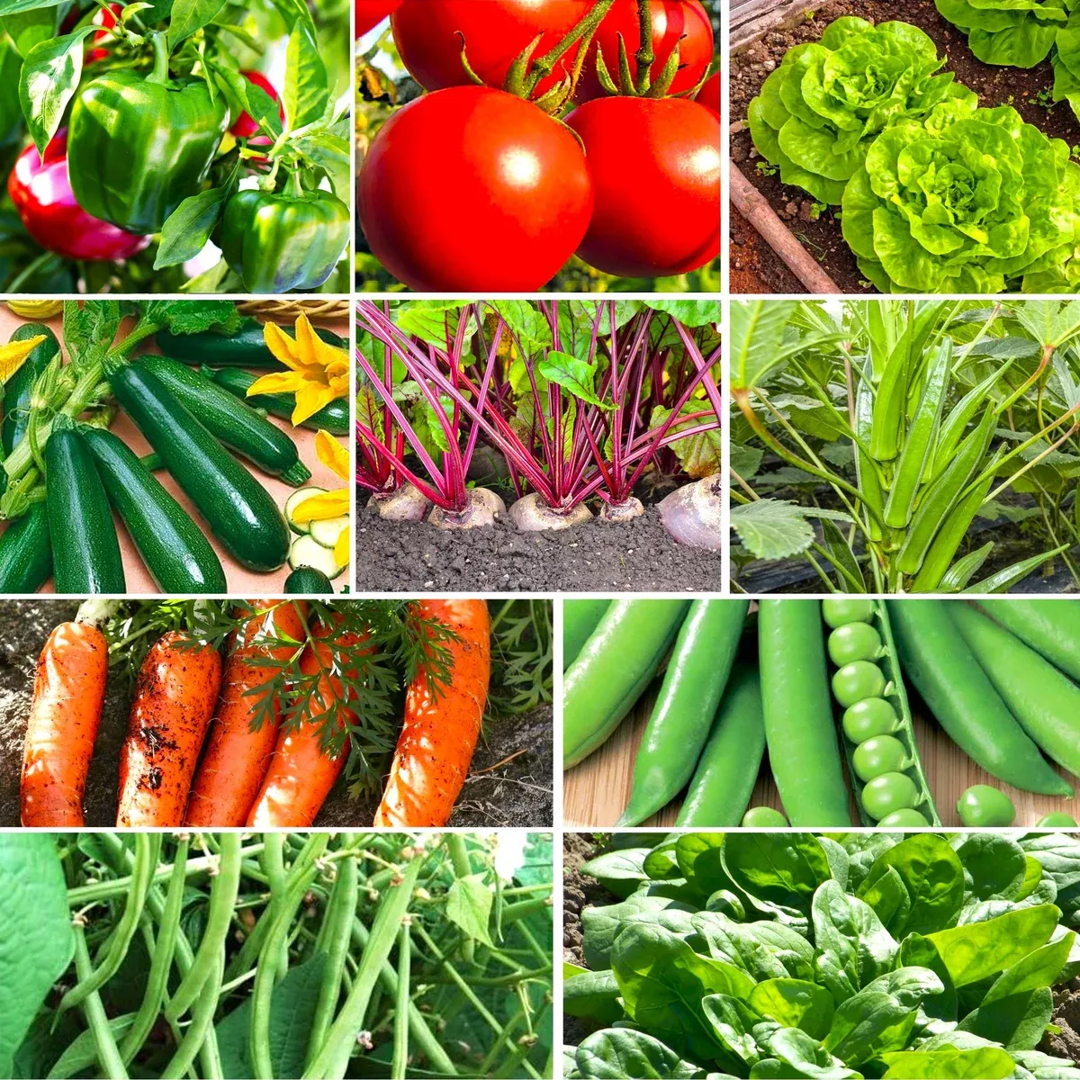 10 "Gardener's Favorites" Vegetable Seeds Mix