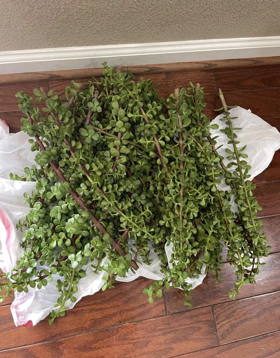 100 Cuttings Large Portulacaria Afra Elephant Bush Succulent Dwarf Jade Cutting - Perfect for Indoor Gardens and Arrangements