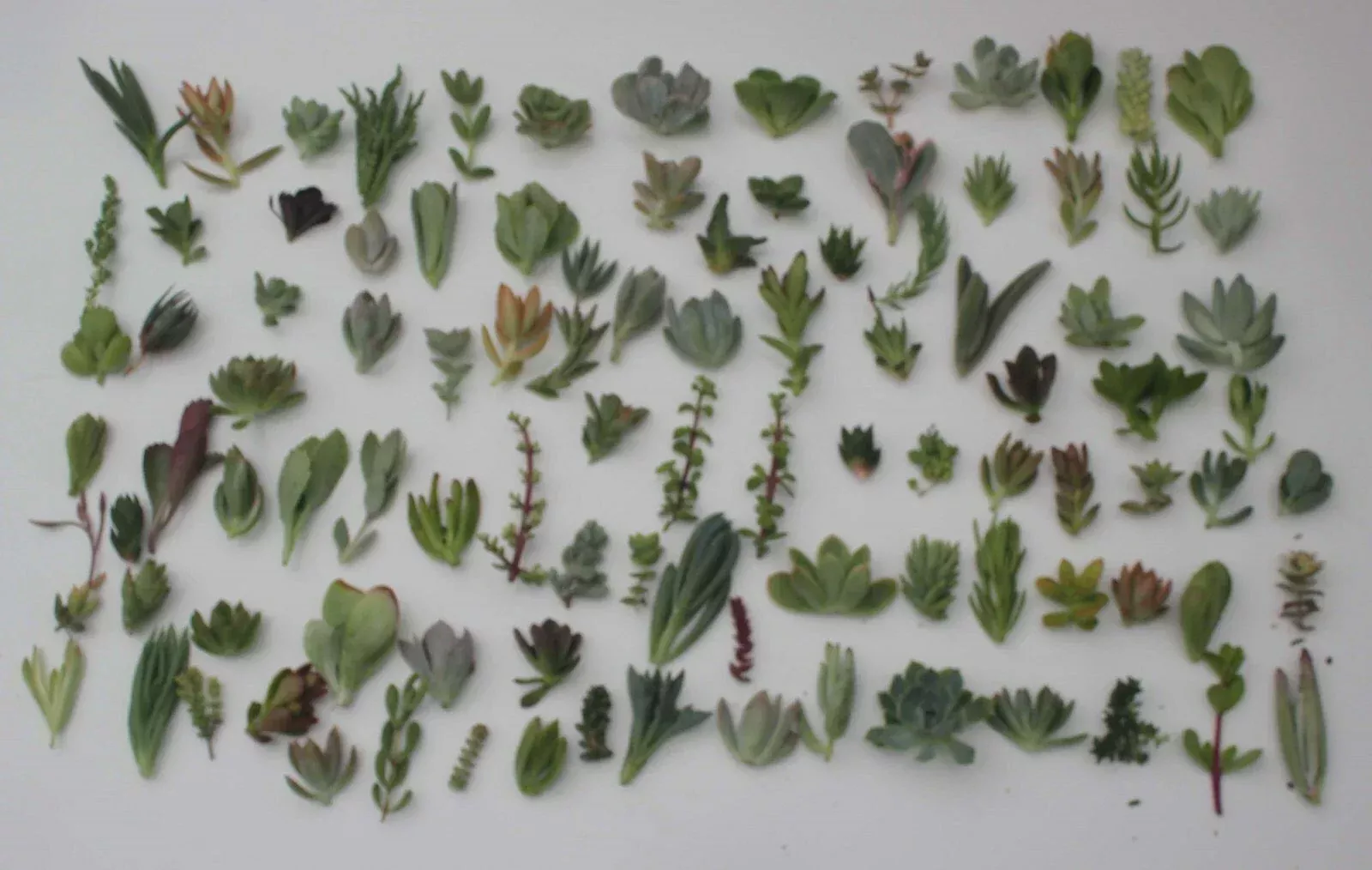 100 Succulent Cuttings Mix – JIIMZ Collection with 25 Varieties, Fresh Assorted Live Cuttings for Propagation & Craft Projects