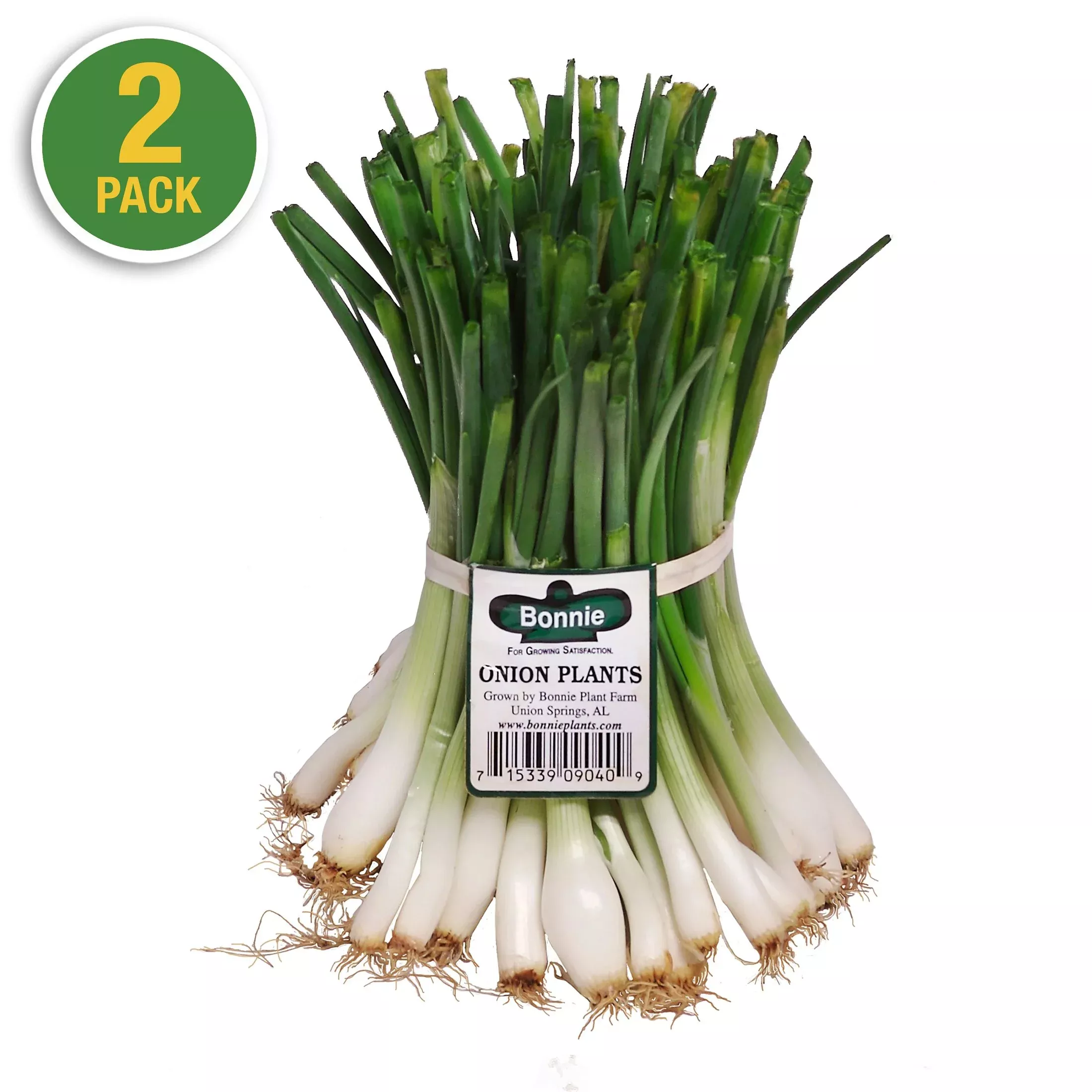 1015Y Onion (2 Pack)