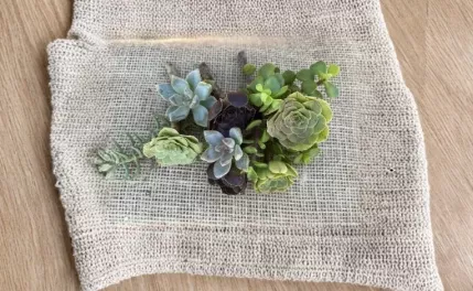 12 Assorted Succulent Cuttings 6 Varieties Live Plant Mix for Propagation Indoor Outdoor Garden Starter