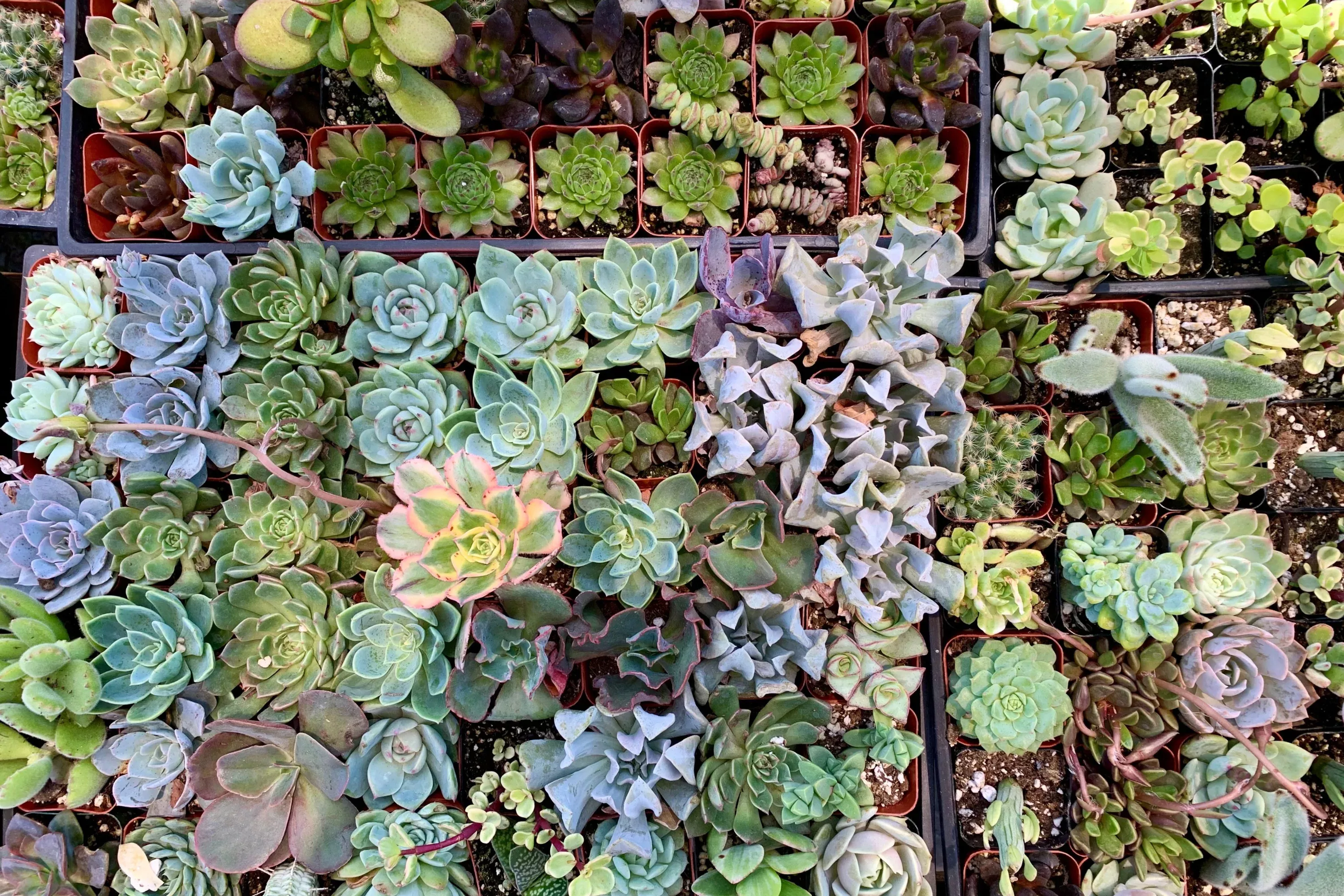 12 Green Succulent Cuttings 0.5–1.5 Inches – Live Succulent Propagation Pack