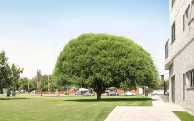 15 Globe Willow Tree Cuttings Salix Shade Tree Stems for Propagation Landscape Screening Plant