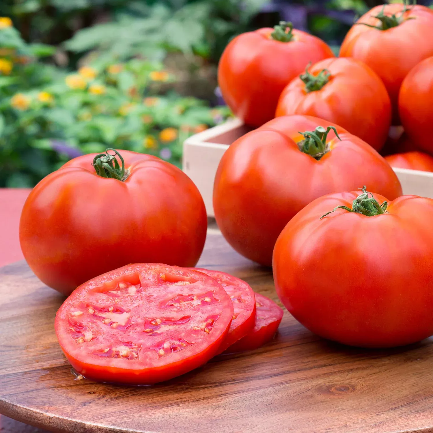 2.32 qt. Better Boy Tomato