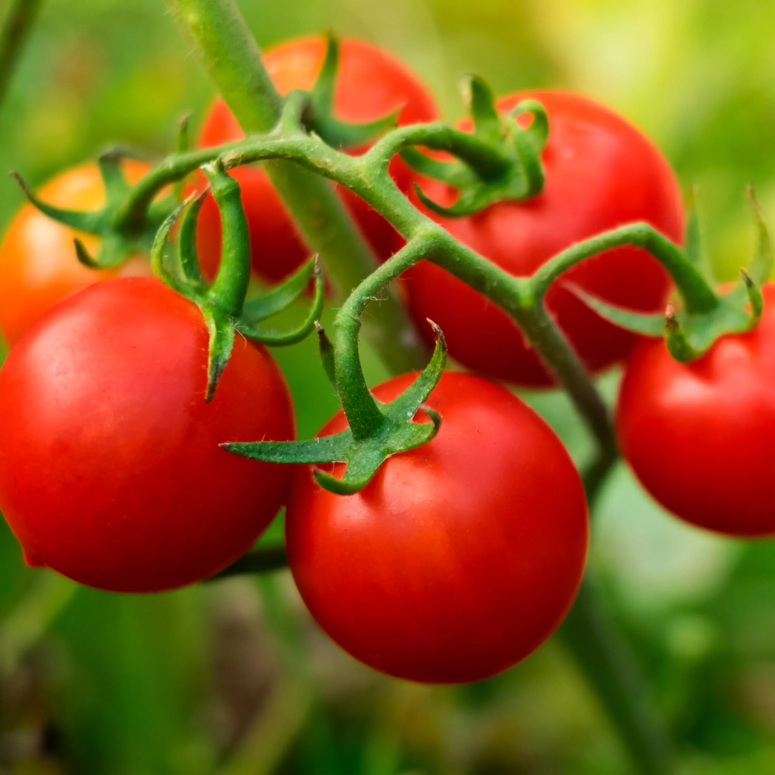 2.32 qt. Husky Cherry Tomato