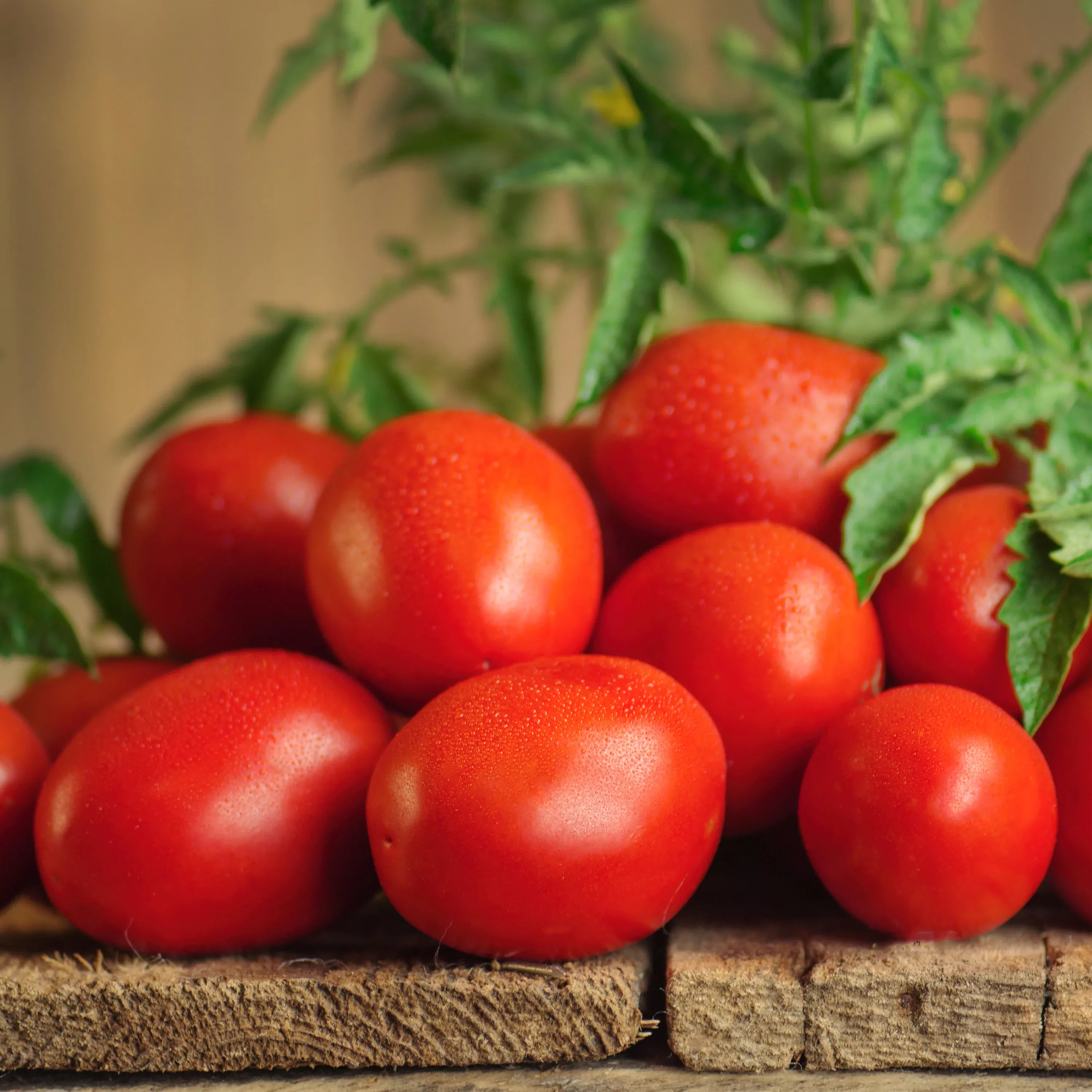 2.32 qt. Roma Tomato