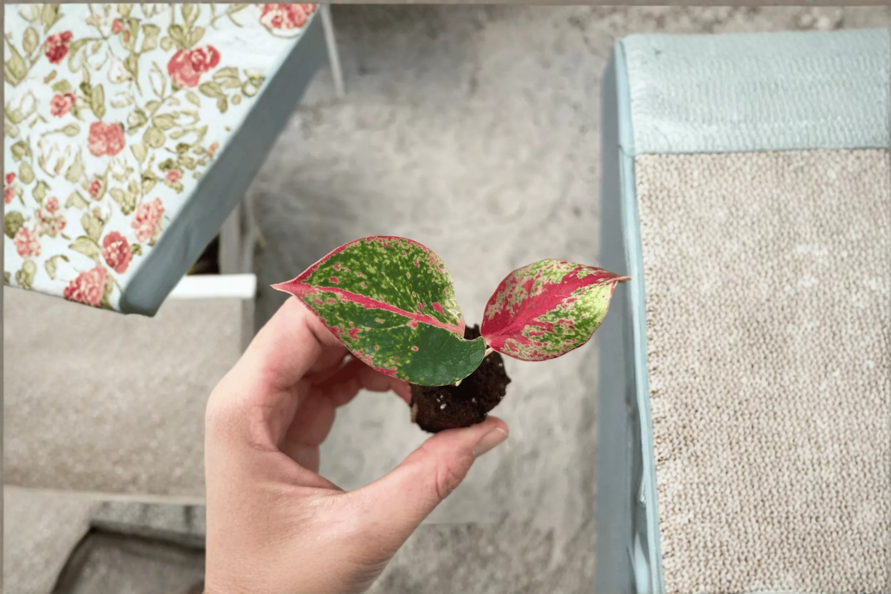 2 Aglaonema 'Red Stardust' Starter Plants Bare Root – Aglaonema 'Red Stardust'