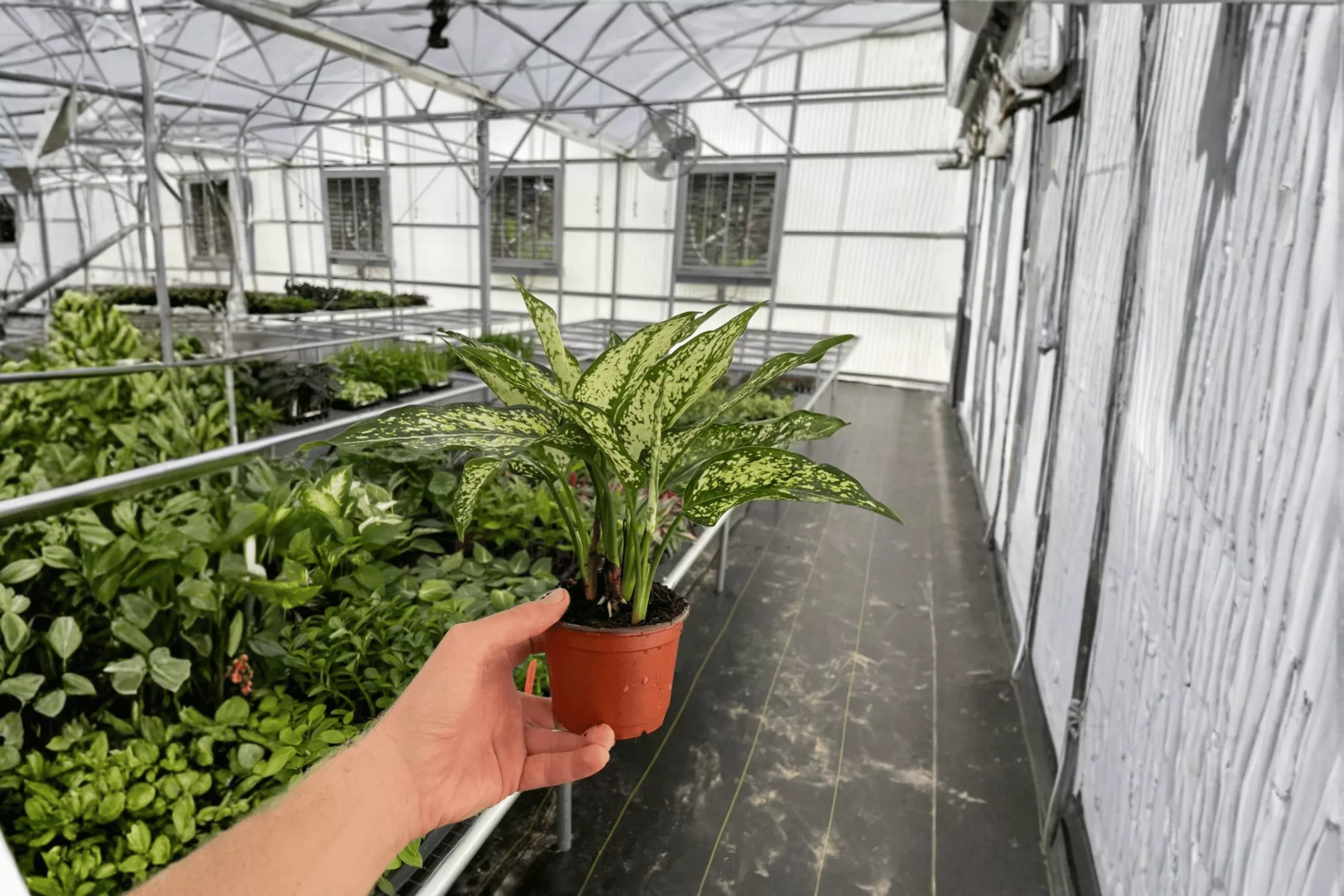 2 Aglaonema 'Siam Snow White' Live Plants – 4-Inch Pot Chinese Evergreen