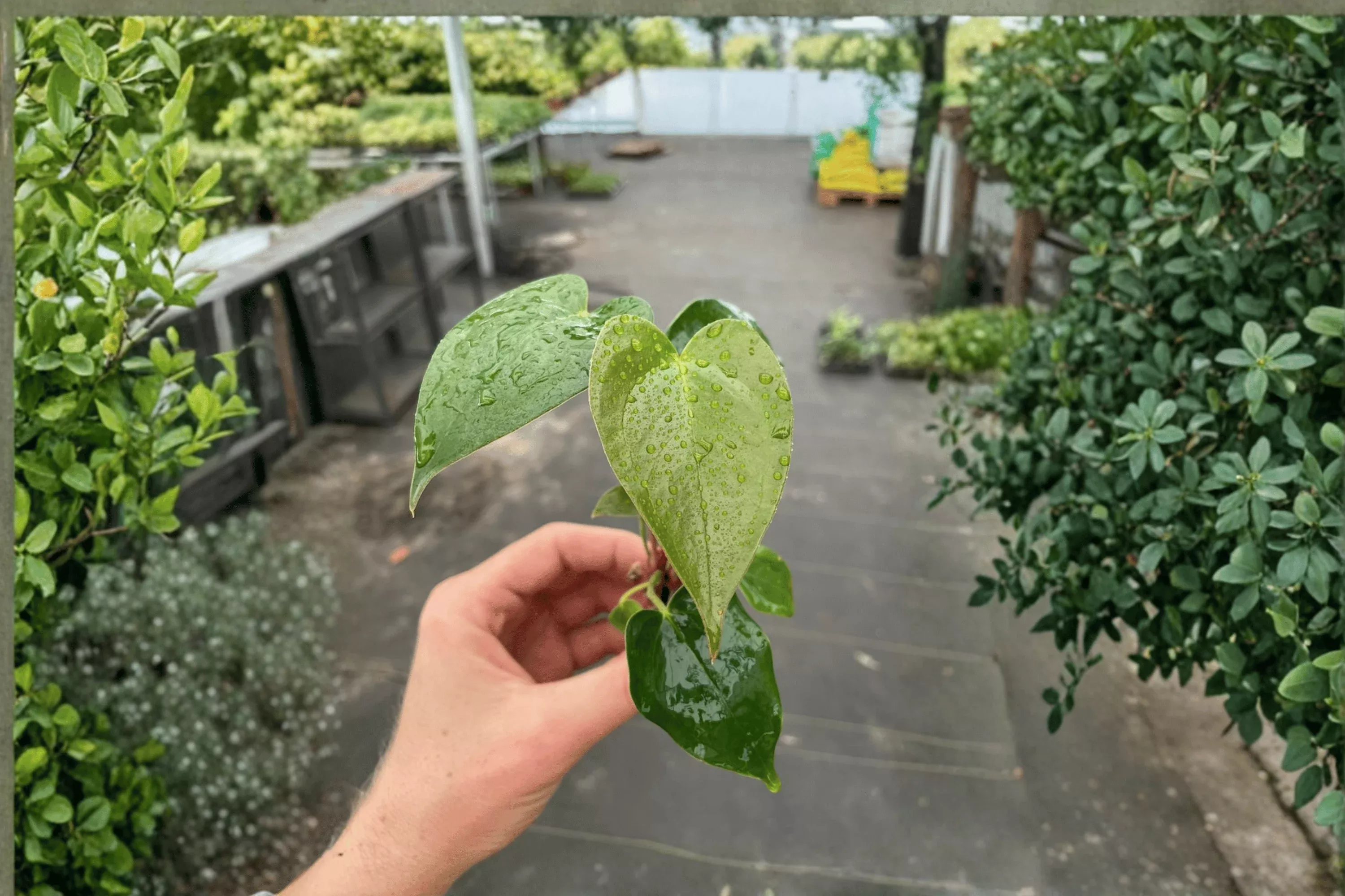 2 Anthurium 'White Heart' Live Starter Plants – Bare Root Tropical Houseplants