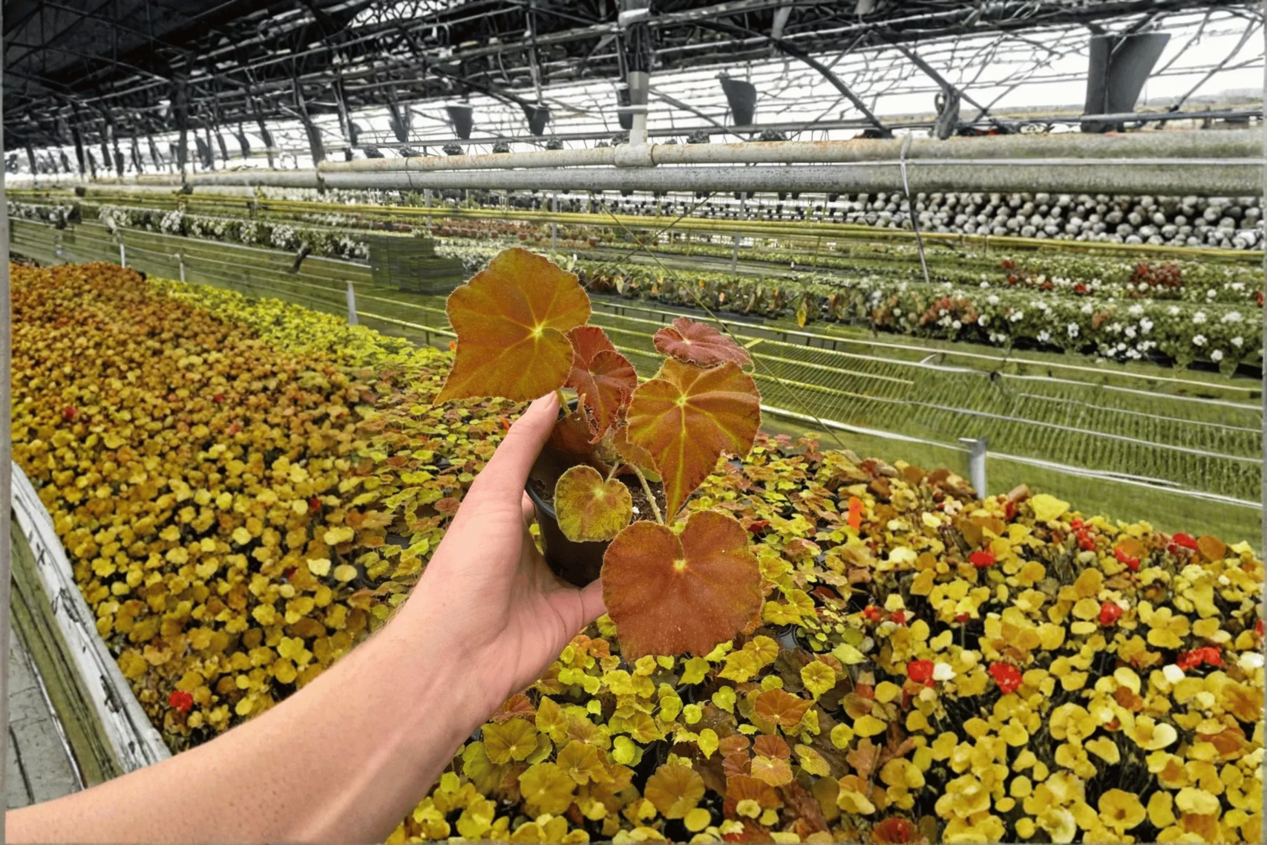 2 Begonia 'Amber Love' Starter Plants Bare Root – Begonia 'Amber Love'