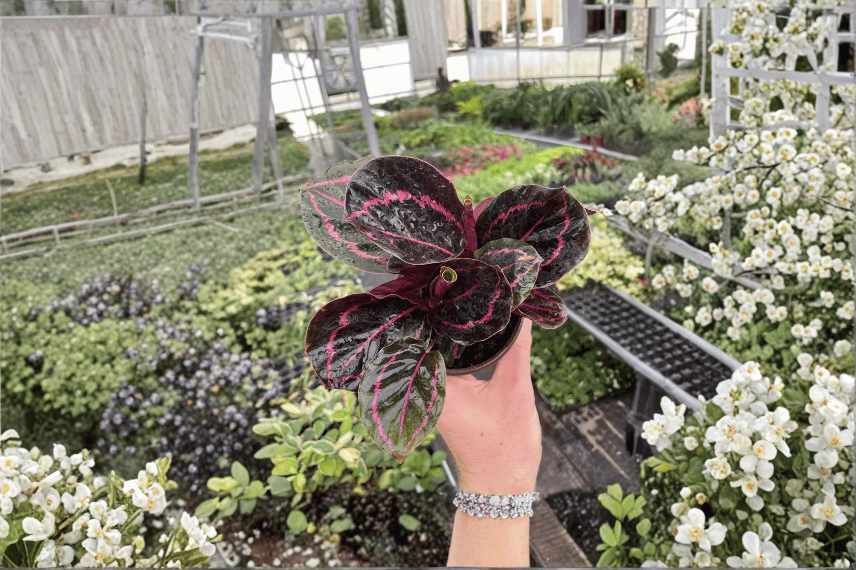 2 Calathea 'Dottie' Live Plants in 4-Inch Pots – Goeppertia roseopicta 'Dottie'