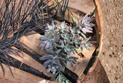 2 Echeveria Ghost Plant Succulent Cuttings 2 to 4 Inch Unrooted Rosette Succulents for Growing