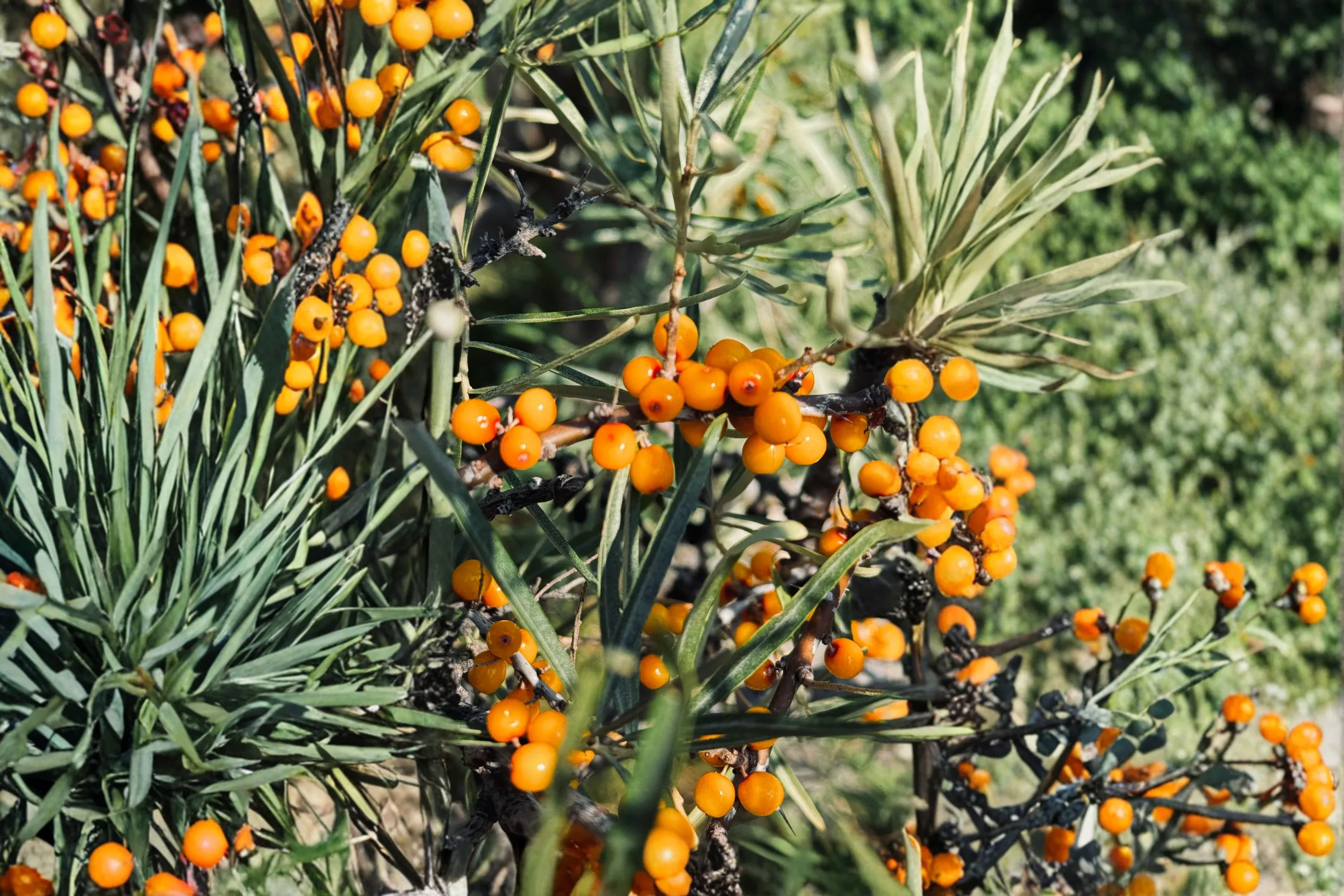 2 Sea Buckthorn Live Bare Root Plants – Hippophae rhamnoides Seaberry Shrubs