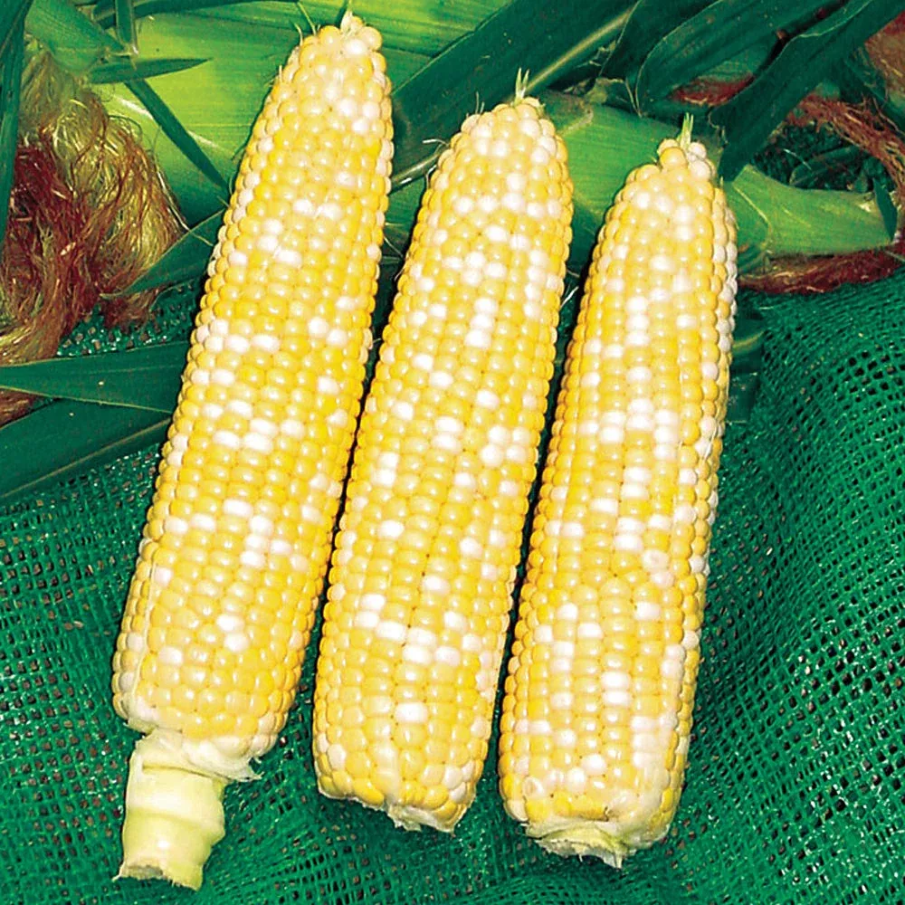 274a Untreated Hybrid Corn Gourmet Sweet Brand