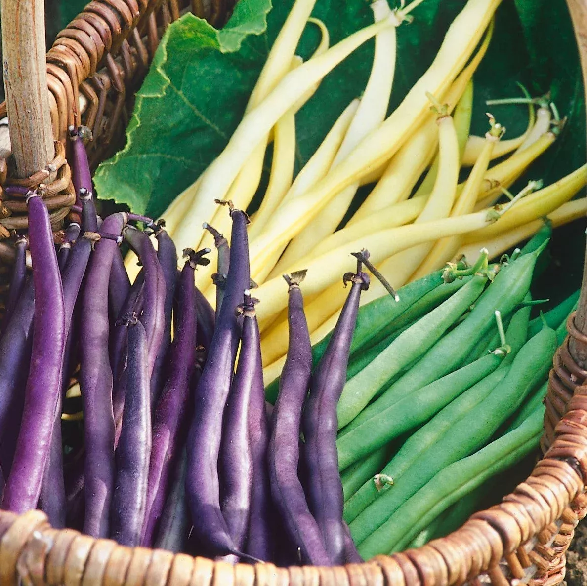3 Colors Mix Green Beans (Mardi Gras Blend)