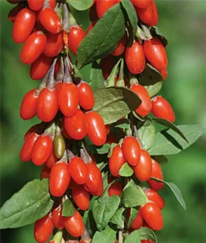 3 Rooted Goji Berry Plants – Live Lycium Berry Starter Plants for Garden Growing, Ready to Transplant