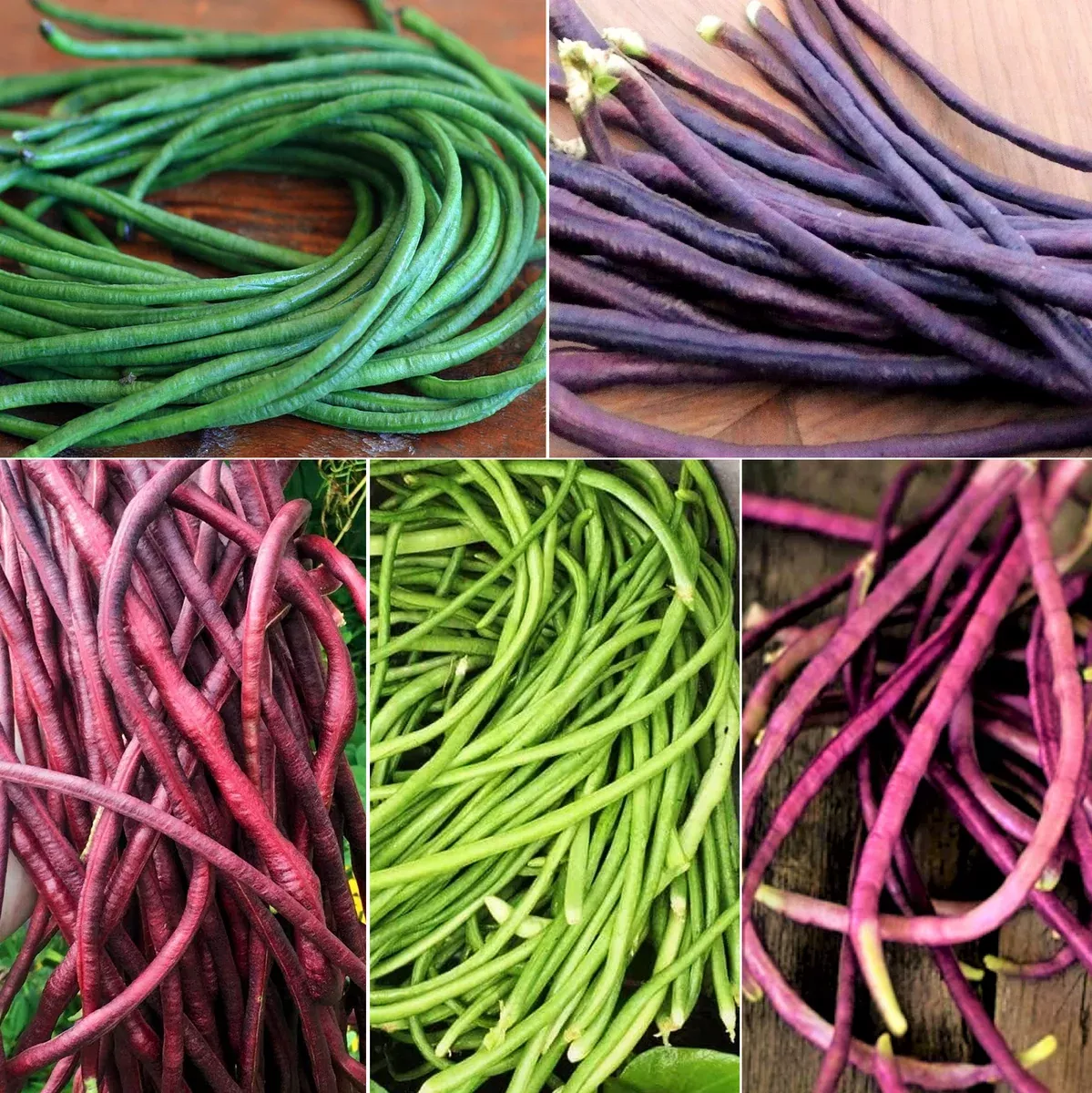 5 Colors Mix Yard Long Bean