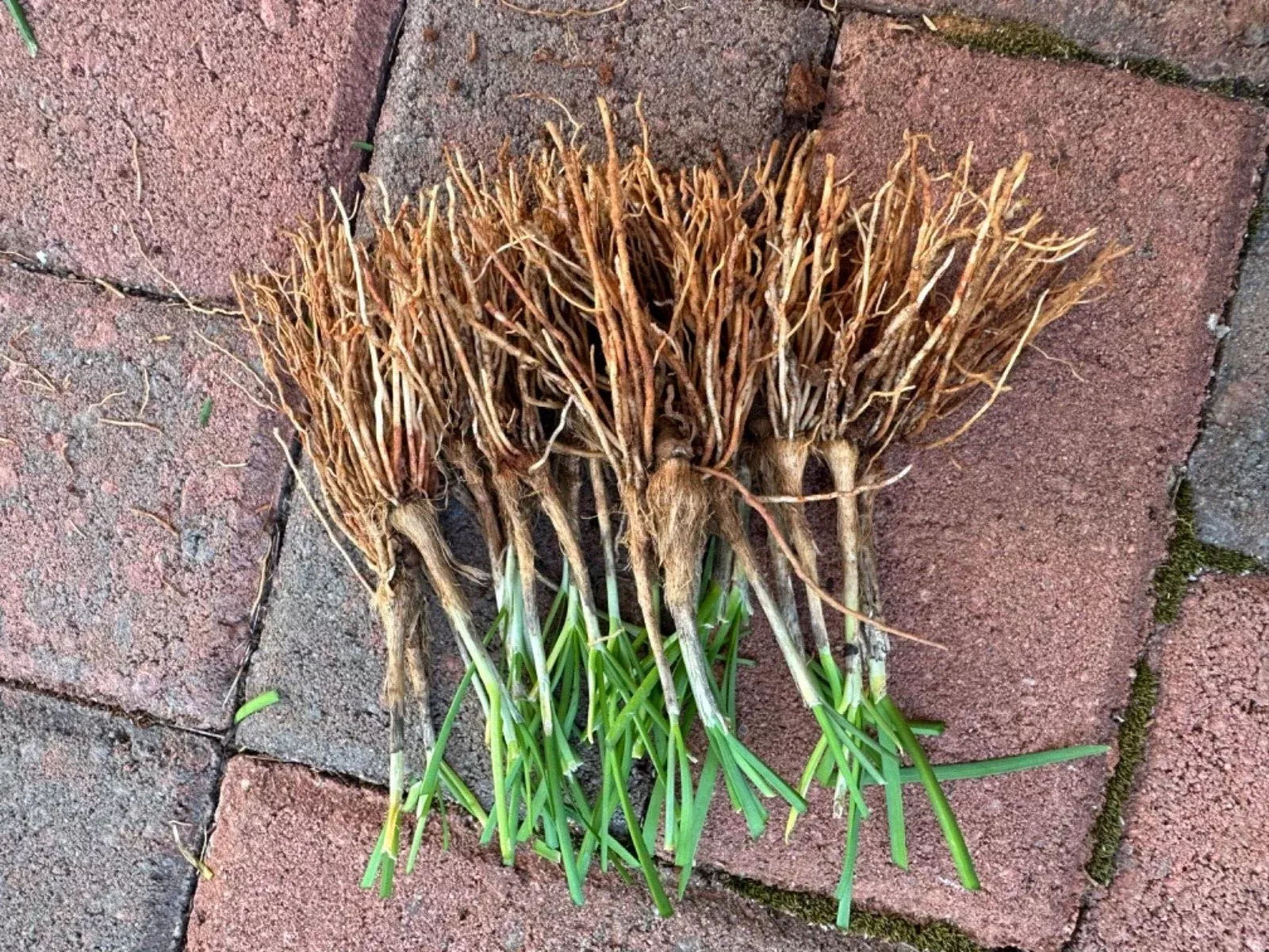 50 Fresh Garlic Chives / Chinese Chives Live Plants – Allium tuberosum Bare Root Starts, Hardy Perennial Herb, Vegetable Garden Leeks