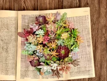 50 Succulent Cuttings Assorted Mix 40 Varieties Includes Rare Types Live Unrooted Propagation Pack