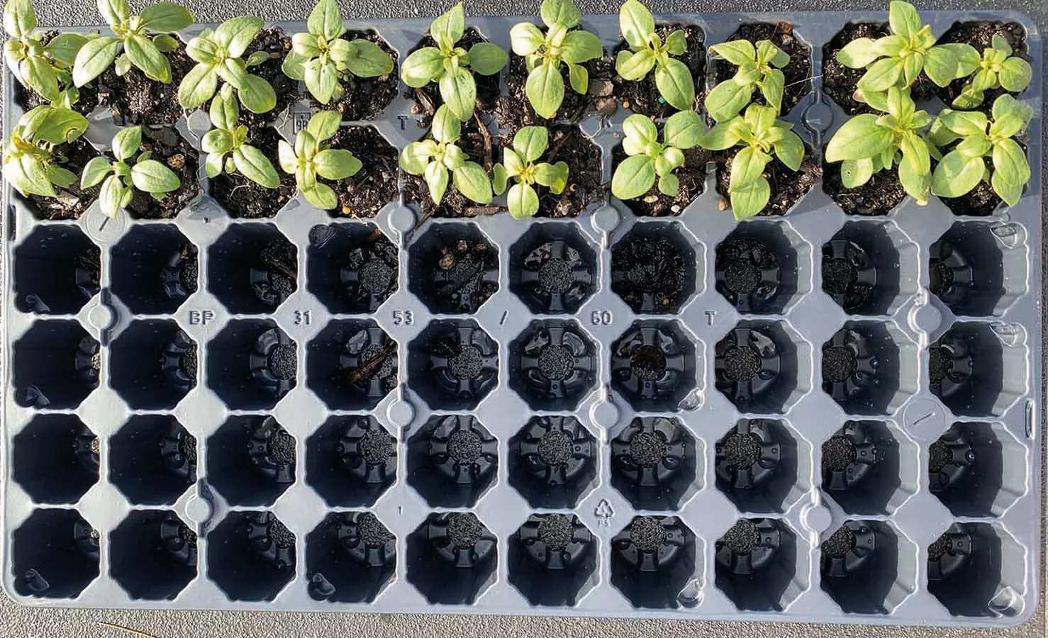 60 Cell Propagation Tray