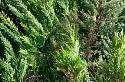 75 Leyland Cypress Unrooted Cuttings Evergreen Tree Stems for Rooting Hedge Plant