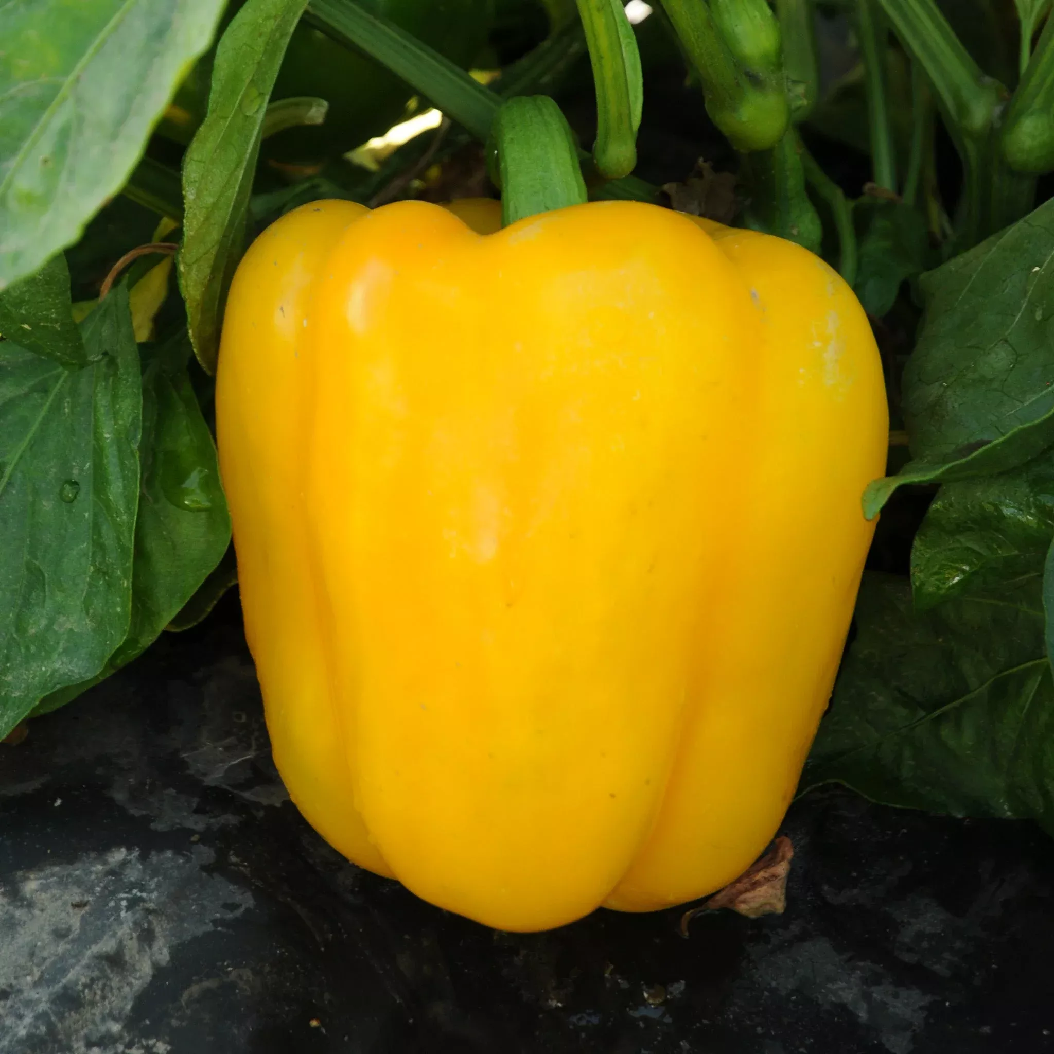 Abay Sweet Pepper Hybrid