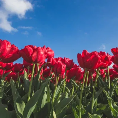 'Abba' Tulip (Double Early Tulip)