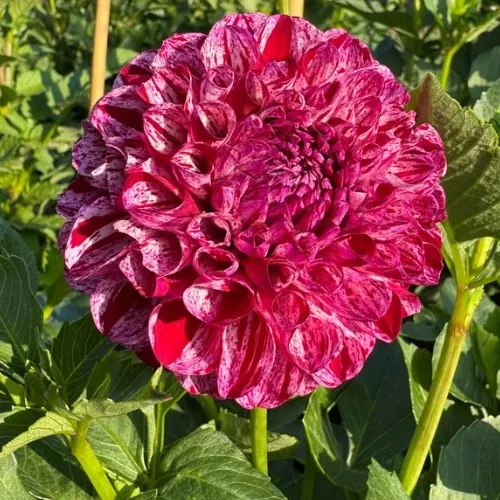 'AC White Rabbit' Dahlia (Ball or Formal Decorative)