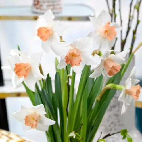 'Accent' Large Cupped Daffodil