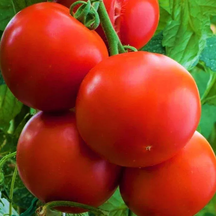 Ace 55 Tomato