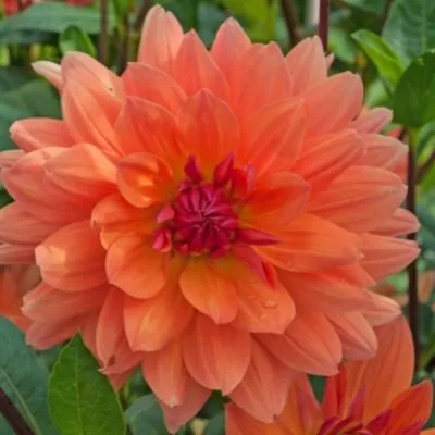 'Ace Summer Sunset' Dahlia (Dinnerplate)