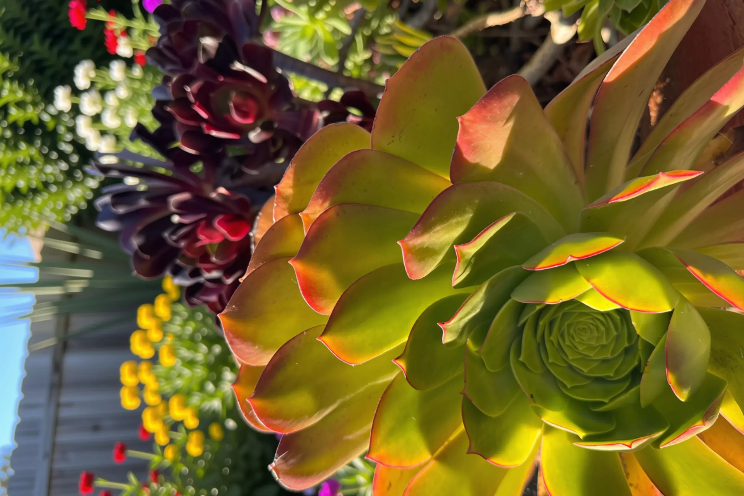 Aeonium 'Cream Tea' Live Cutting – 2 Inch Variegated Succulent
