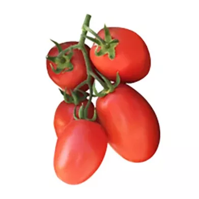 Affinity Tomato Hybrid