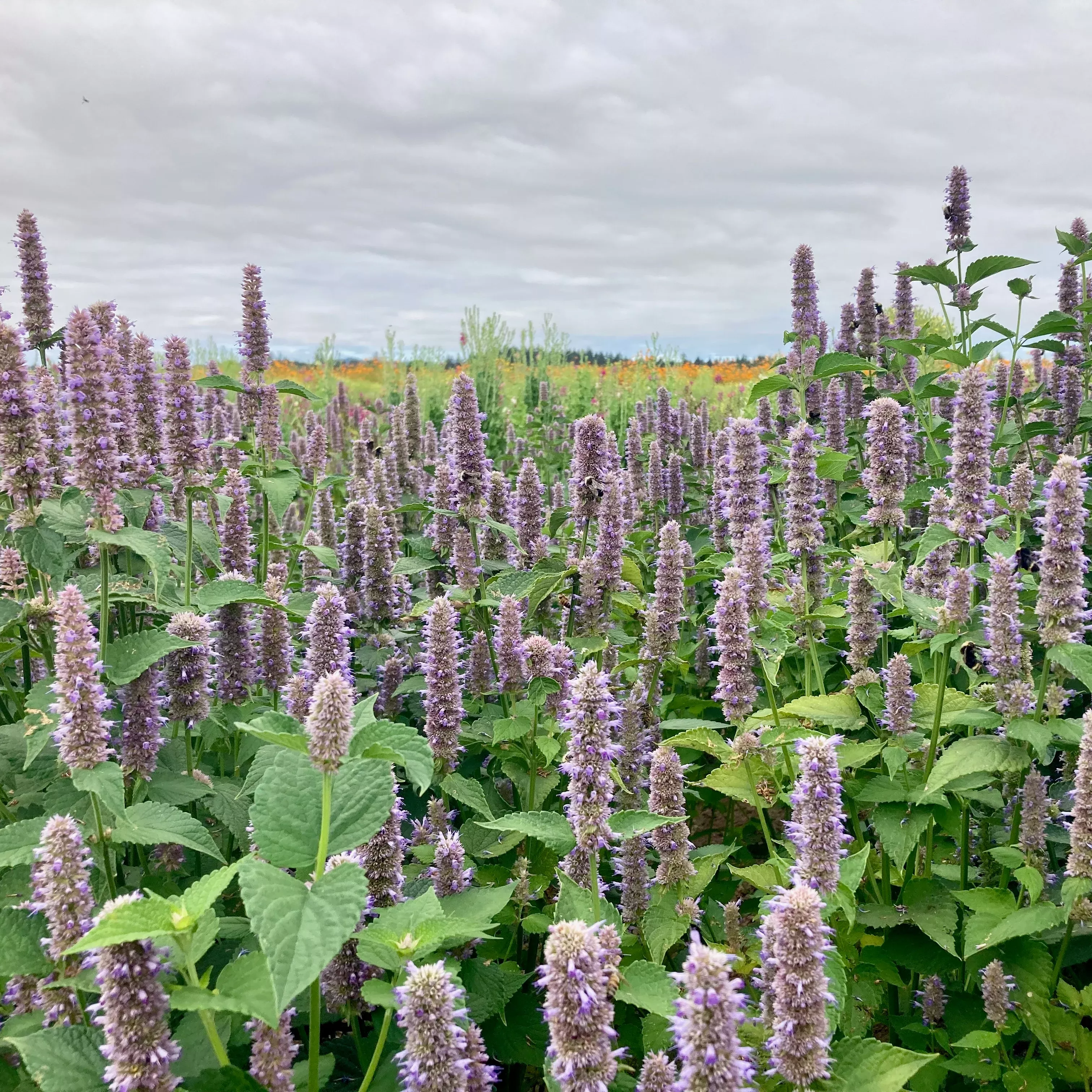 Agastache ⁃ Organic Seed Anise Hyssop