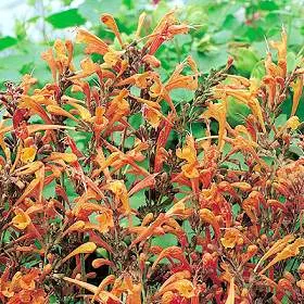 Agastache
