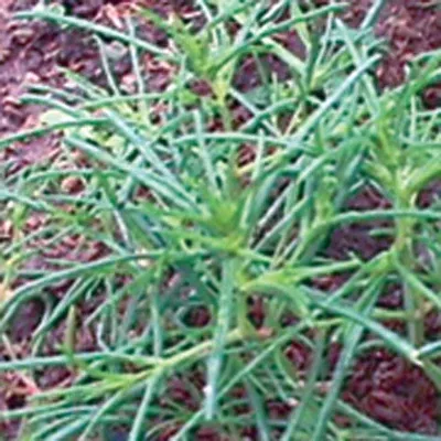 Agretti - Land Seaweed