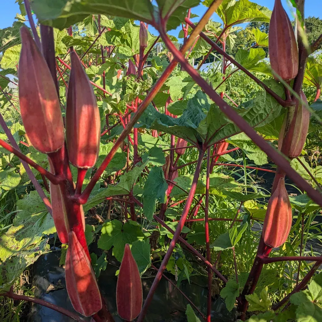 Alabama Red Okra