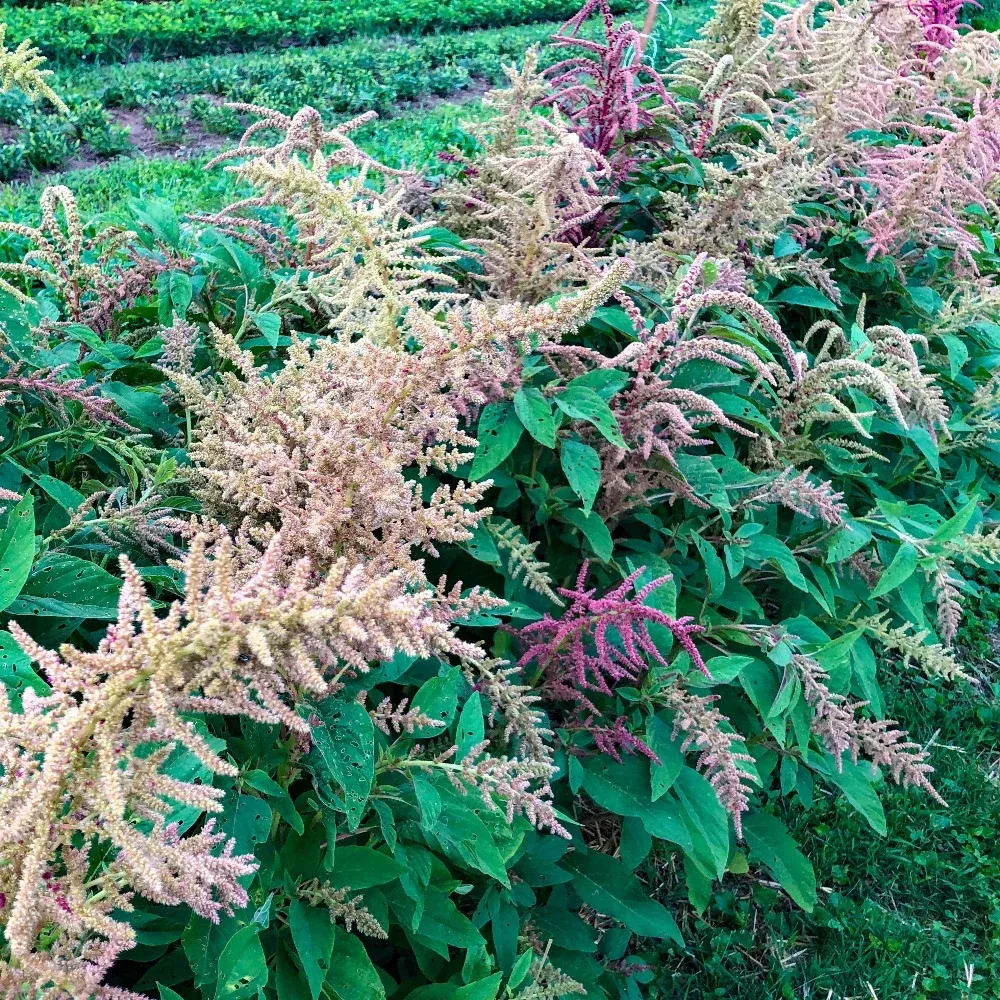 Aleho (Amaranth)
