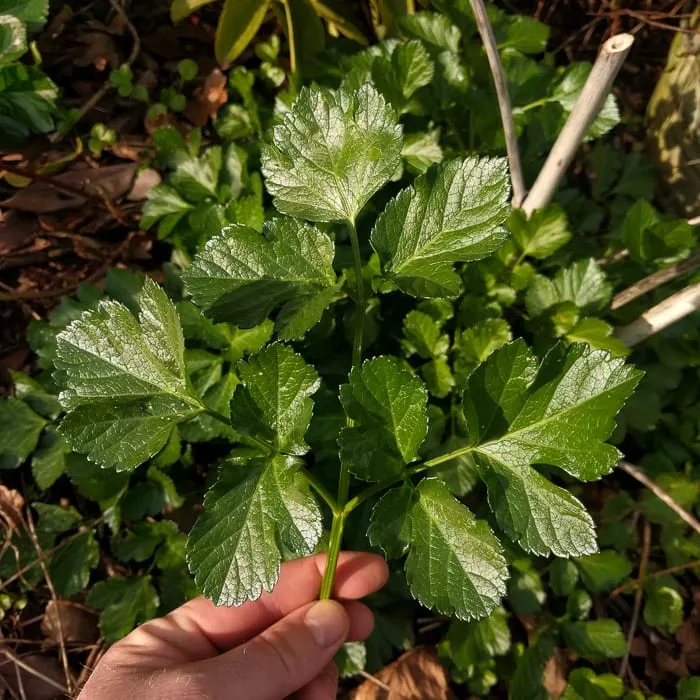 Alexanders (Organic)