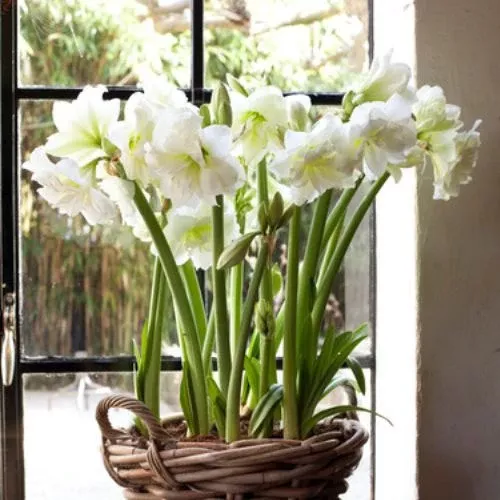 'Alfresco' Hippeastrum, Amaryllis