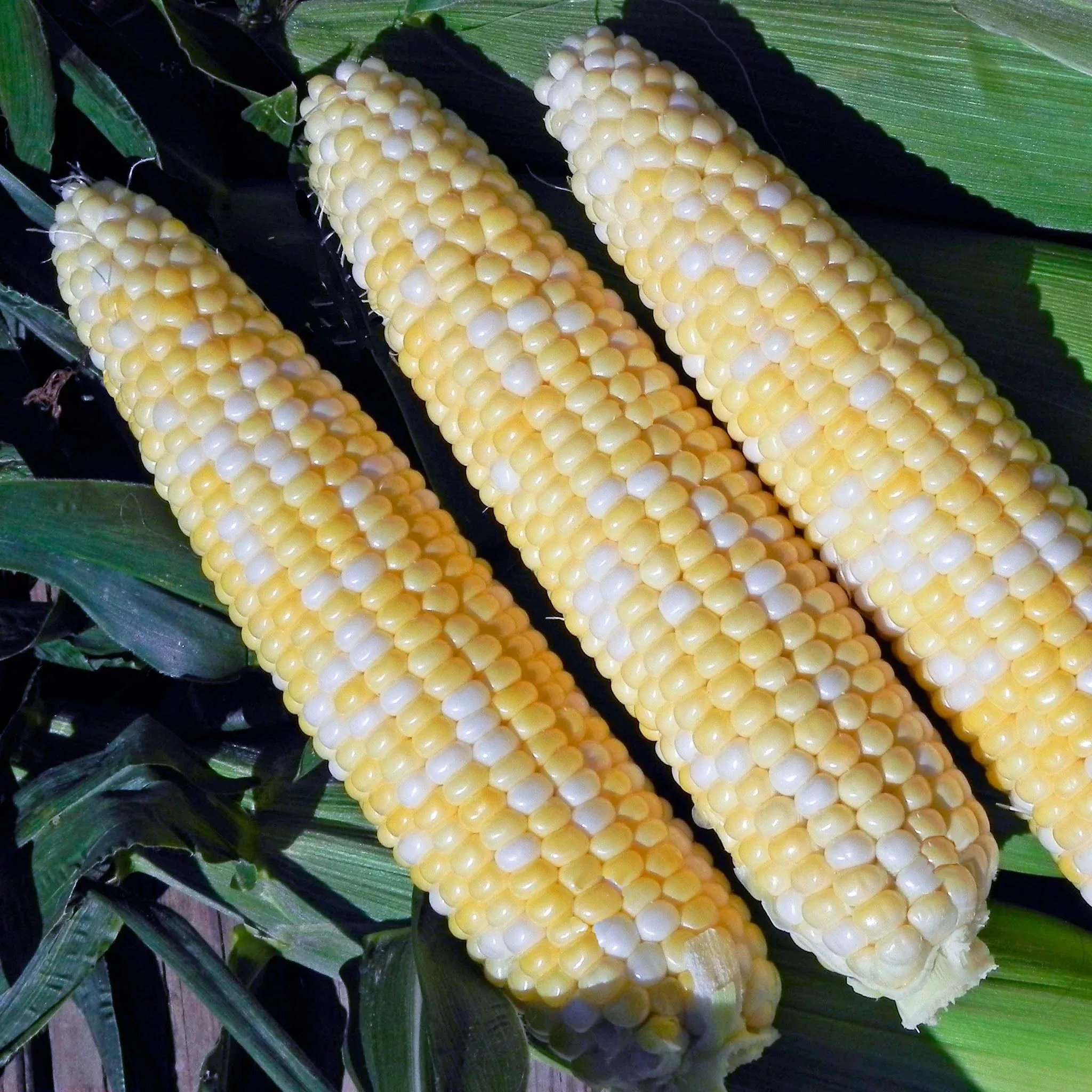 Allure Corn Hybrid Sweet