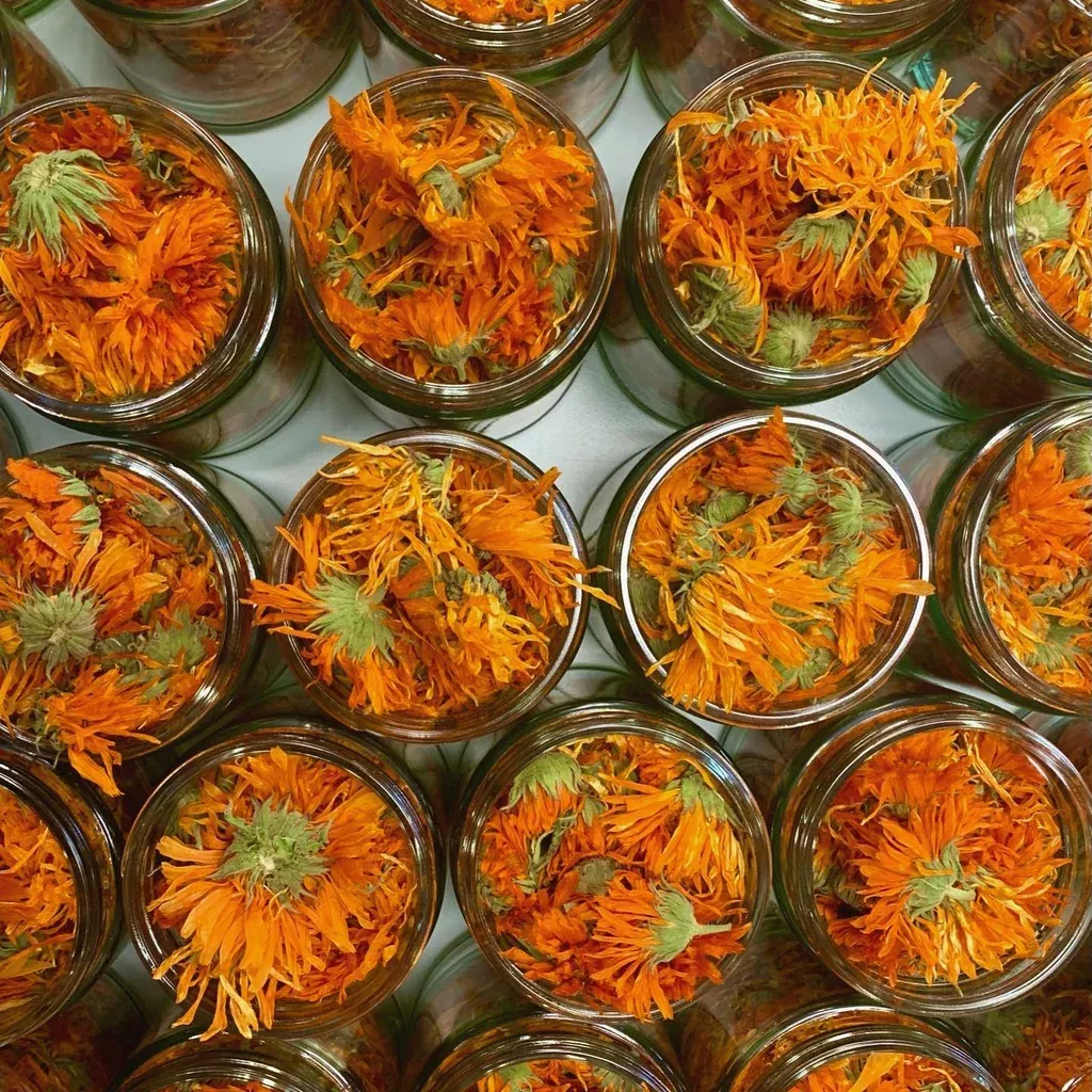Alpha Calendula