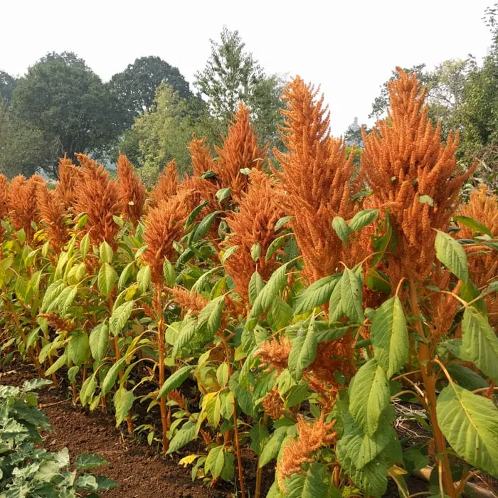 Amaranth, Copperhead (Organic)
