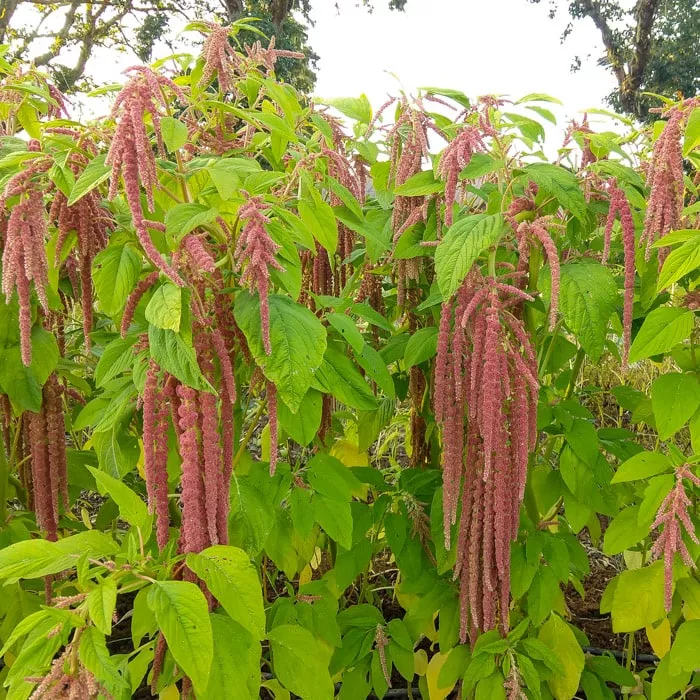 Amaranth, Coral Fountain (Organic)