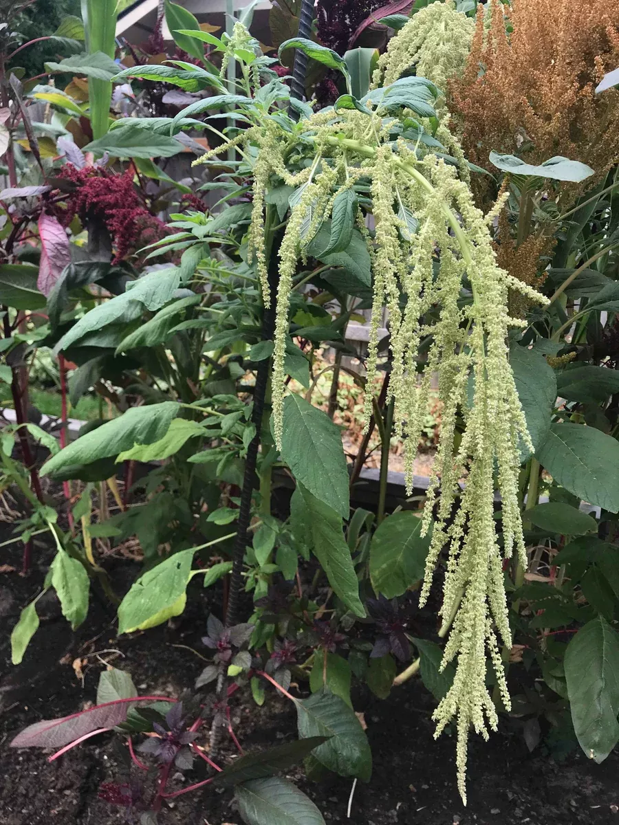 Amaranth, Emerald Tassels