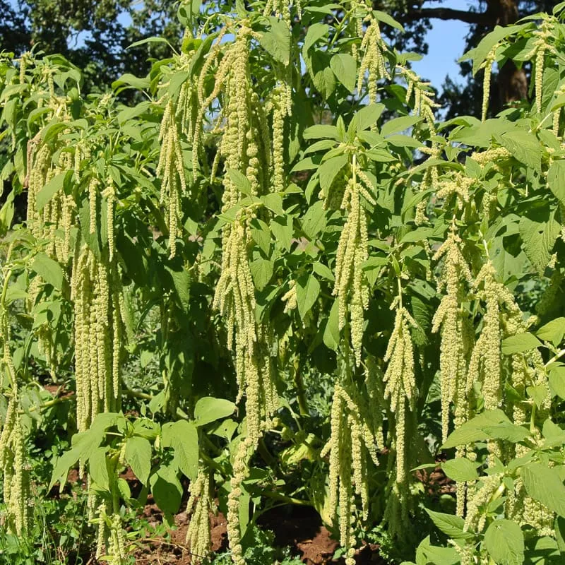 Amaranth, Green Tails (Organic)
