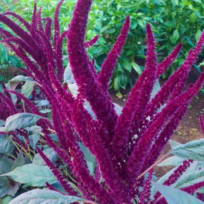 Amaranth, Oeschberg (Organic)